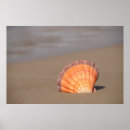 Search for scallop posters Ocean