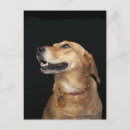Search for lab vertical postcards Animals