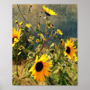Search for vintage botanical sunflower posters Rustic