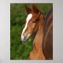 Search for warmblood Breed