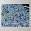 Search for sem posters Bacterium