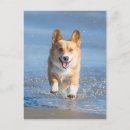 Search for pembroke corgi postcards Ocean