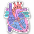 Search for anatomical heart Cardiology