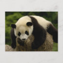 Search for giant sympathy cards Fungi