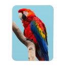 Search for parrot magnets Birds