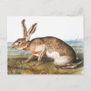 Search for lepus Wildlife
