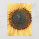 Search for macro vertical postcards Sunflower