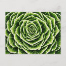 Search for lettuce postcards Vegetable
