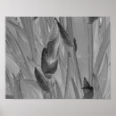Search for white iris art Black and white