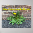 Search for dandelion posters Yellow flower
