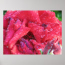 Search for hybrid tea rose posters Garden