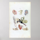 Search for ear anatomy posters Human