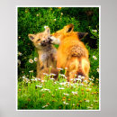 Search for red fox art Animal photography