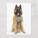 Search for belgian photography Animal