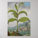 Search for medicinal herbs posters Botanical