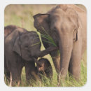 Search for indian elephant stickers Animal
