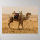 Search for camel posters Desert