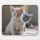 Search for blue cat mouse mats Sitting
