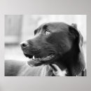 Search for attentiveness posters Bull