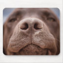 Search for closeup mouse mats Pet