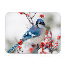 Search for marion cards Ilex verticillata