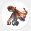 Search for cephalopod stickers Octopus