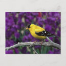 Search for plumage postcards Wildlife