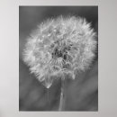 Search for black and white dandelion posters Photography