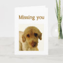 Search for all i cards Animal