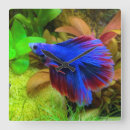 Search for splendens Aquarium