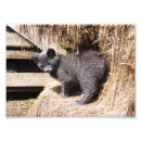 Search for barn animals posters Cat
