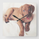 Search for hungarian vizsla gifts Animal