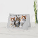 Search for cat in box cards Kitten