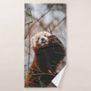 Search for koala bear bath towels Nature