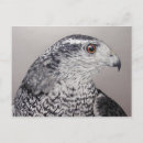 Search for accipiter postcards Animal