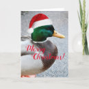 Search for mallard duck christmas cards Funny