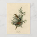 Search for cedar waxwing Audubon