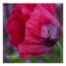 Search for poppy posters Red