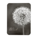 Search for dandelion magnets Floral
