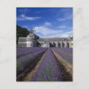 Search for vaucluse postcards Provence