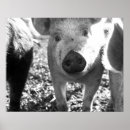 Search for piglets photography Animal