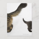Search for cat tail postcards Animal