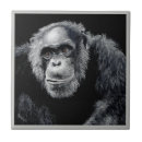 Search for chimp drawing Illustration