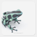 Search for frog stickers Selective focus