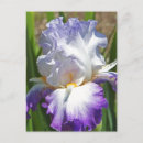 Search for white iris postcards Irises