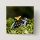 Search for toad square badges David northcott