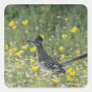 Search for texas wildflower stickers Natural