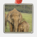 Search for indian elephant christmas tree decorations Adult