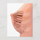 Search for nipples postcards Biology