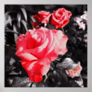 Search for romantic red rose posters Flower